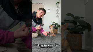 Teach Cross Paws  dog trick training [upl. by Eardnoed]