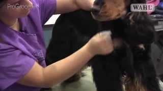 Grooming Guide  Cocker Spaniel  HandstripShowCompetition Trim  Pro Groomer [upl. by Ciredor]