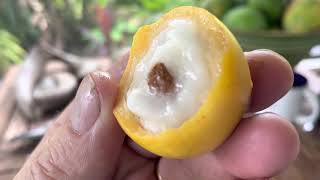 Florida grown Certified Organic Achachairu fruit comparison with Organic Charichuelo fruit [upl. by Antin]