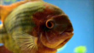 My chocolate cichlid 1080p [upl. by Aliac]