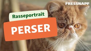 Perser Katze Rasseportrait  FRESSNAPF [upl. by Samford]