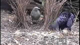 bowerbird courtship [upl. by Mendelsohn]