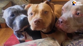 Aggressive Pit Bulls Are Gentle With Everyone They Meet  The Dodo [upl. by Lorrad]