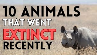 10 Animals That Went Extinct Recently and Why They Went Extinct [upl. by Luehrmann]