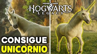 Así va quedando la SALA DE MENESTERES en HOGWARTS LEGACY gaming hogwartslegacy ps5pro gameplay✨ [upl. by Oria532]