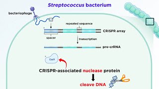 CRISPRCas9 Genome Editing Technology [upl. by Erastus869]