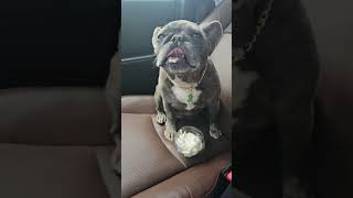 A day in the life of Tater Tot frenchbulldog frenchie cutestdog ilovemydog braintumorsurvivor [upl. by Aimerej]