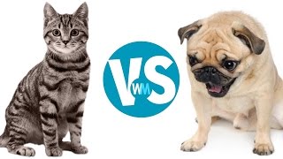 Cats Vs Dogs Which Makes a Better Pet [upl. by Petersen628]