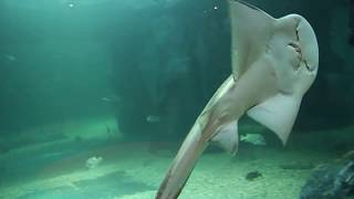 목탁수구리 상어가오리 bowmouth guitarfish [upl. by Norreg]