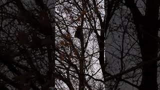 Huge Racoon Dog Patch Newmarket Ontario Canada aka Newmarket Heights [upl. by Cornela403]