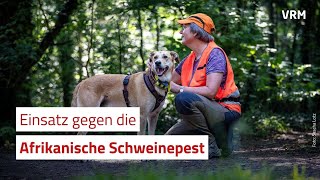 Einblick in den Einsatz gegen die Afrikanische Schweinepest [upl. by Wanfried693]