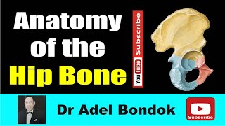 Anatomy of the Hip Bone Osteology Dr Adel Bondok Making Anatomy Simple [upl. by Oberg]