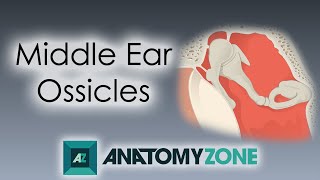 Ossicles of the Middle Ear  Anatomy Tutorial [upl. by Atsyrc]