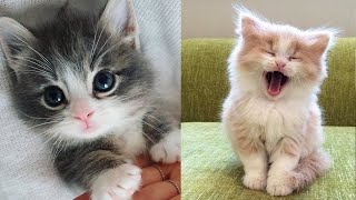 Baby Katten  Schattige en Grappige KattenvideoS Compilatie  Schattige Kittens in de Wereld [upl. by At]