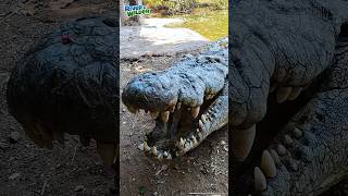 🐊 KIDS FEED CROCODILES  Africa Family Adventures [upl. by Bluefarb118]