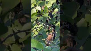 Discover the Mopani Worms and Mopane Tree near Mopani Rest Camp Kruger National Park South Africa [upl. by Rengia14]