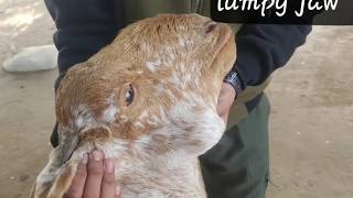 Actinomycosislumpy jaw diagnose and treated by Dr Murtaza khalilANIMALS KNOWLEDGE [upl. by Nodnorb]