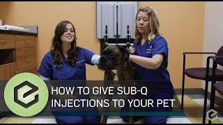 How To Give Prescribed Sub Q Injections to Your Pet [upl. by Settera46]