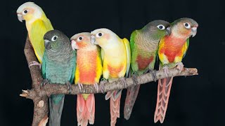 green cheek conure sound parrots bird Birds singing [upl. by Agate]