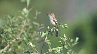 Willow Flycatcher repeatedly giving quotwitquot calls [upl. by Atinhoj451]