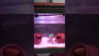 Fish tank fish fishing fishinglife fishingvideo fishtank fishvideo tank fishtankideas meenu [upl. by Rossi]