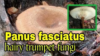 Panus fasciatus aka hairy trumpet fungi [upl. by Reisch]