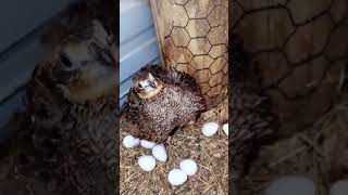 bobwhite quail birdslike subscribe please [upl. by Calabrese]