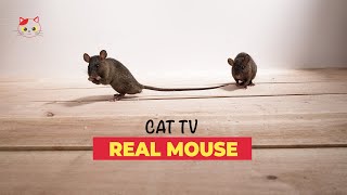 Mouse for Cats to Watch Real 🐁 REAL MICE FOR CATS TO BINGE WATCH 10 HOURS [upl. by Anaiad395]