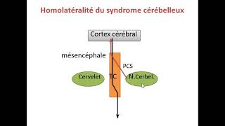 LE CERVELET °PHYSIO° [upl. by Rurik]