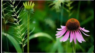 All about echinacea [upl. by Aikrahs]