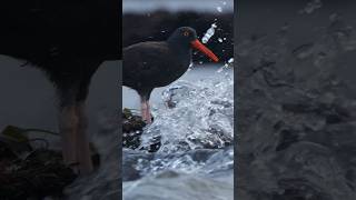 I’ve seen black oystercatchers take some splashes before but never really ride out a flow of water [upl. by Aerdnak953]