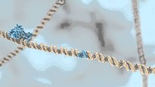 Restriction Enzymes [upl. by Merideth187]