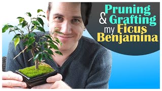 Pruning amp Grafting my Ficus Benjamina Bonsai  November 2023 [upl. by Primrosa]