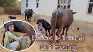 Buffalo Milking amp Calf Feeding Vlog Video  Manvi Singh Vlogs  manvisingh3 [upl. by Felicio]