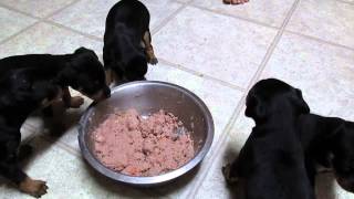 Miniature Pinscher puppies eating solid food for the first time [upl. by Acimak559]