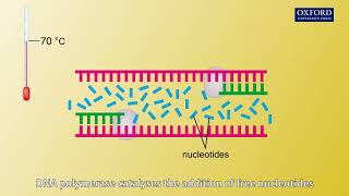 Animation E4 15 Polymerase chain reaction [upl. by Yllrebmik]