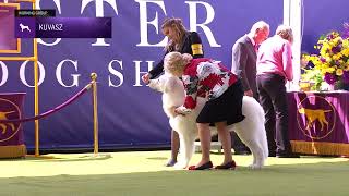 Kuvaszok  Breed Judging 2024 [upl. by Cirederf]