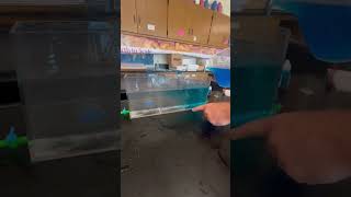 Classroom Demo Melting Glaciers Into The Ocean [upl. by Alleon]