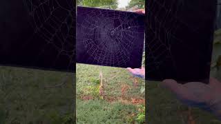 Preserving Abandoned Spider Web in Backyard 🕸️ 🕷️ [upl. by Cybill]