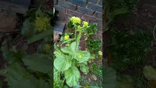 Mustard Spinach to give seeds mytakeonhomeandgarden garden spinach [upl. by Prinz]