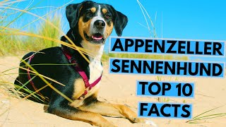 Appenzeller Sennenhund  TOP 10 Interesting Facts [upl. by Caddric]