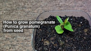 HOW TO GROW POMEGRANATE Punica granatum FROM SEED [upl. by Eseekram]