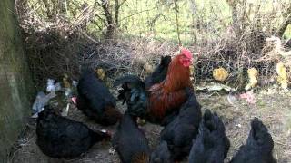 La poule de marans poules marans a vendre [upl. by Tedmann]