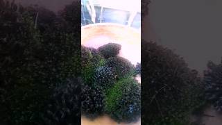 100 NATURAL Attachment of Cushion Mosses to Container See description [upl. by Hsinam44]