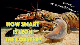 How Smart Is Leon The Lobster [upl. by Glennis]