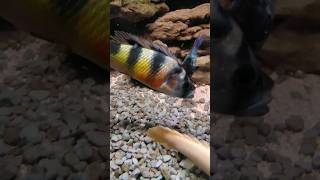 Haplochromis obliquidens cichlid shorts short fish [upl. by Denzil701]