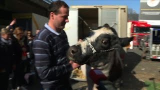 Salon de lAgriculture arrivée de la vache égérie quotImminencequot [upl. by Pinckney560]