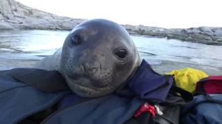 Curious Baby Elephant Seal [upl. by Delogu698]