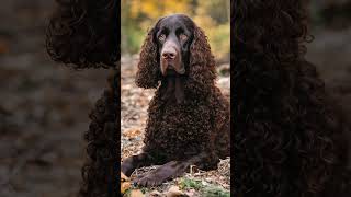 🌊🐾 American Water Spaniel🐕💦 Dog Dogs Dogfacts AmericanWaterspaniel Americanwaterspaniels [upl. by Saundra8]