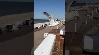 Möwenflug🕊an der Promenade von Westerland Sylt [upl. by Ocirema]